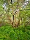 Italy, Lombardy, Mantua. Forest and yellow blooming flowers. Art Print
